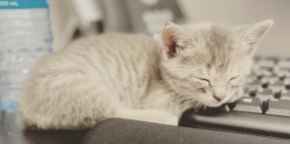 Picture for category Feline